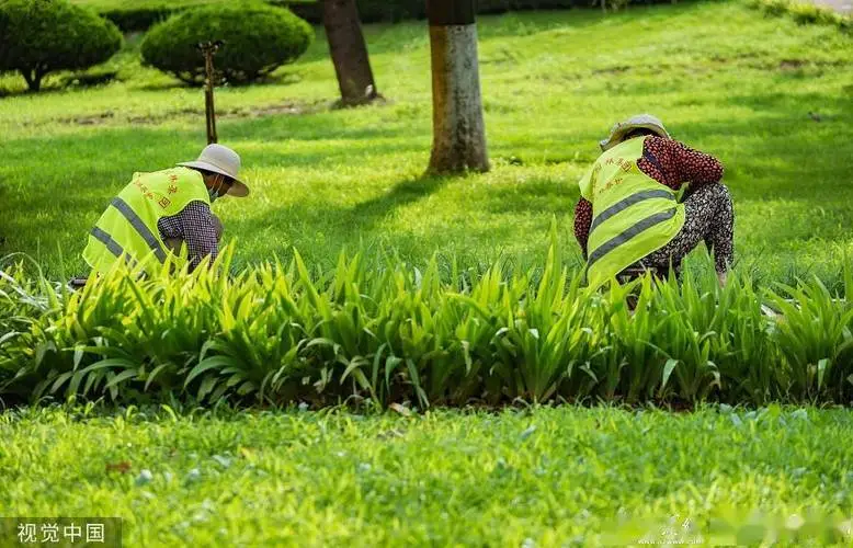 永安城市绿化带种植什么植物好