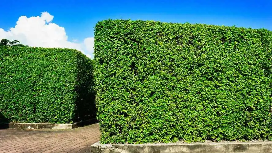 场地园林景观设计深度