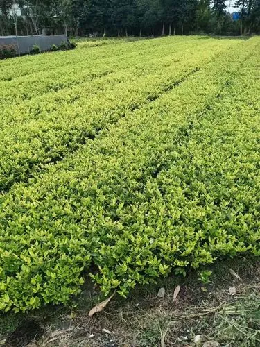 室外景观绿化工程监理措施